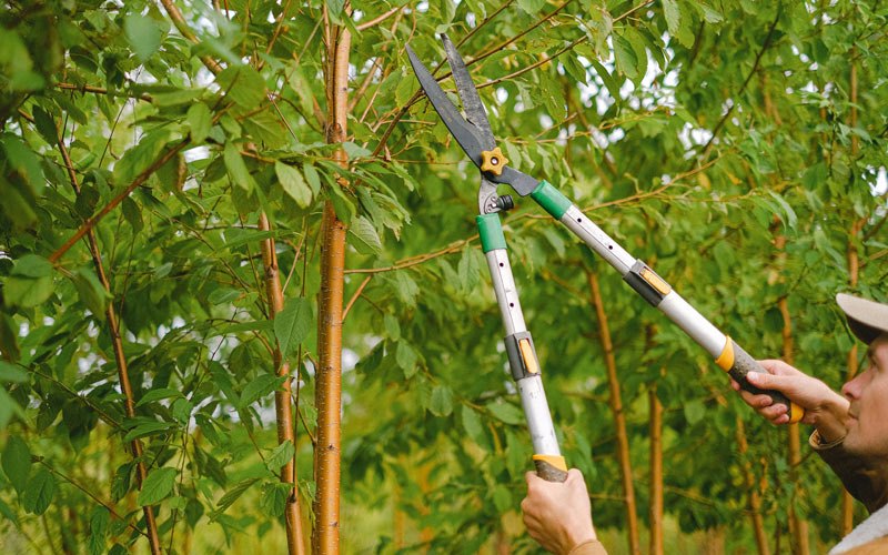 Tree trimming in Riceboro, GA